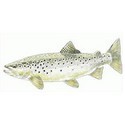 Les Boxs Trout