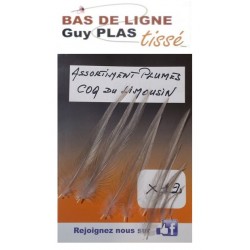 Plumes Coq du Limousin BDL Guy Plas