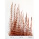Hackle de Coq Grizzly  DVX