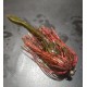 Snake Jig Finess - Watermelon TP 1.5gr 1/0 - ZF-Baits